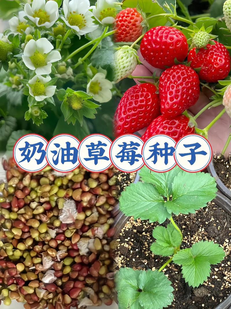 草莓上面的籽可以种吗？草莓上的籽怎么种植方法？-第7张图片-优品飞百科