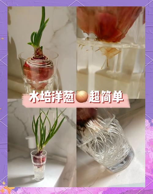 水培洋葱的方法？水培洋葱的方法图片？-第3张图片-优品飞百科