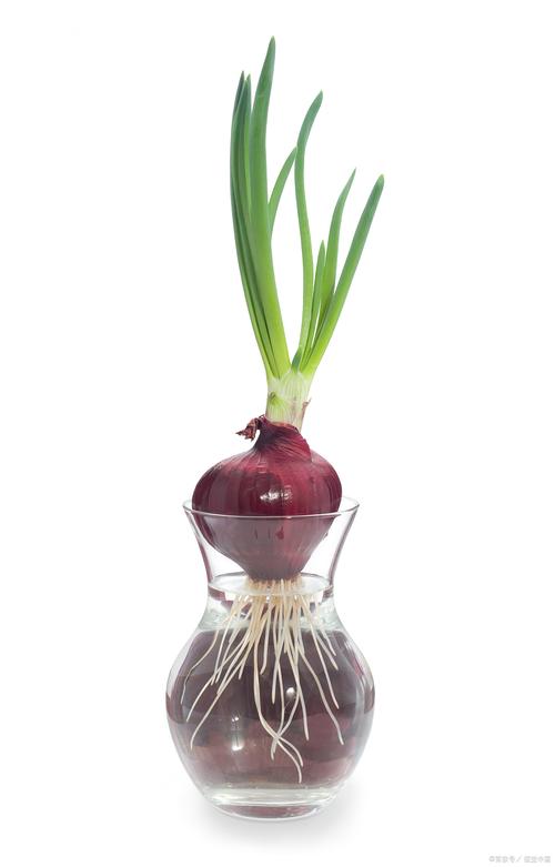 水培洋葱的方法？水培洋葱的方法图片？-第5张图片-优品飞百科