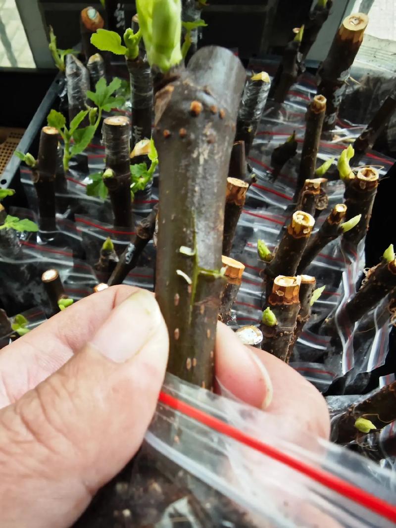 无花果什么季节扦插比较好？无花果什么季节适合扦插？