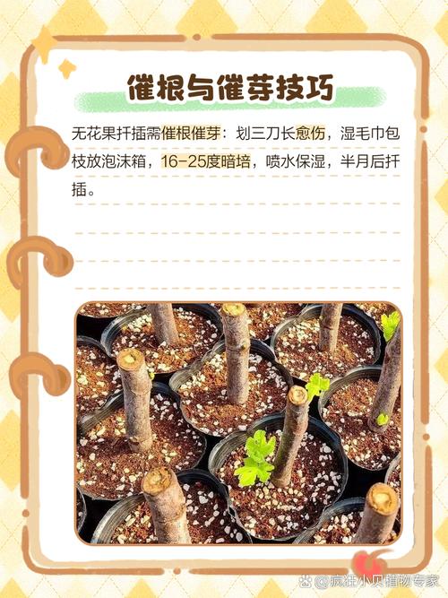 无花果什么季节扦插比较好？无花果什么季节适合扦插？-第2张图片-优品飞百科