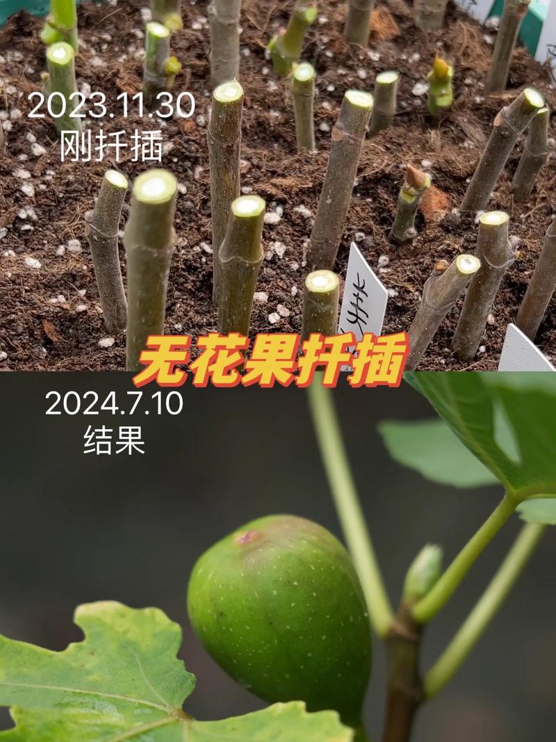 无花果什么季节扦插比较好？无花果什么季节适合扦插？-第4张图片-优品飞百科