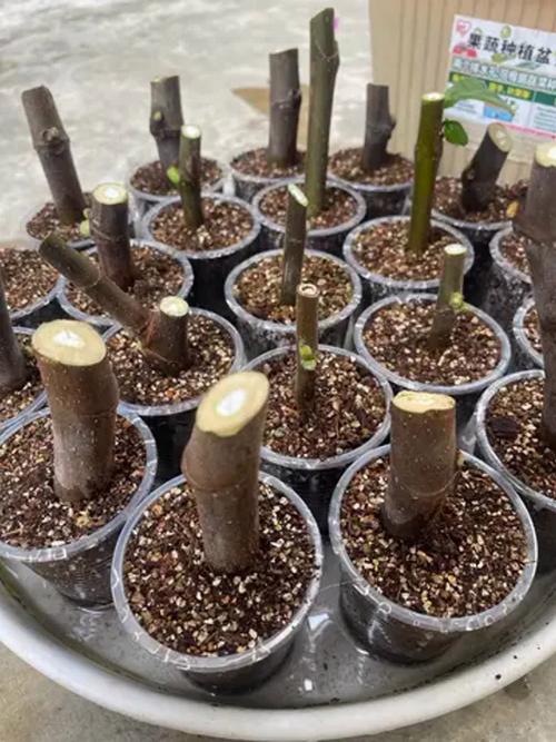 无花果什么季节扦插比较好？无花果什么季节适合扦插？-第5张图片-优品飞百科