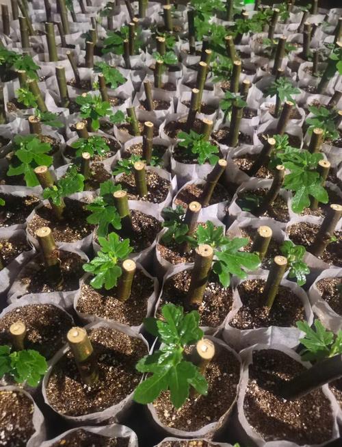 无花果什么季节扦插比较好？无花果什么季节适合扦插？-第6张图片-优品飞百科