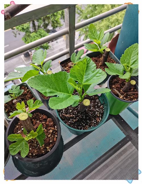 无花果什么季节扦插比较好？无花果什么季节适合扦插？-第7张图片-优品飞百科