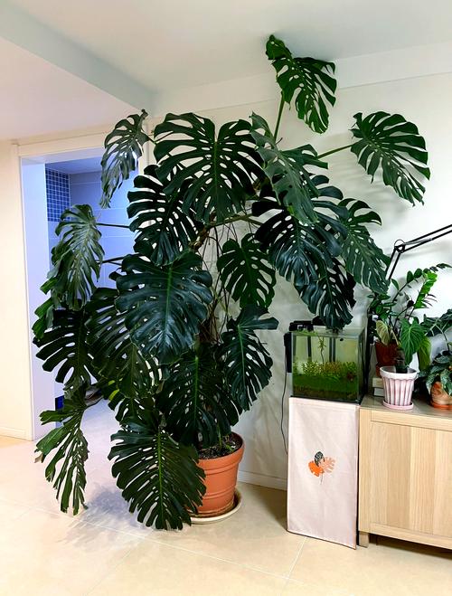 龟背竹怎么养，龟背竹怎么养护与浇水