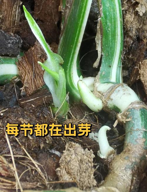 龟背竹怎么养，龟背竹怎么养护与浇水-第2张图片-优品飞百科