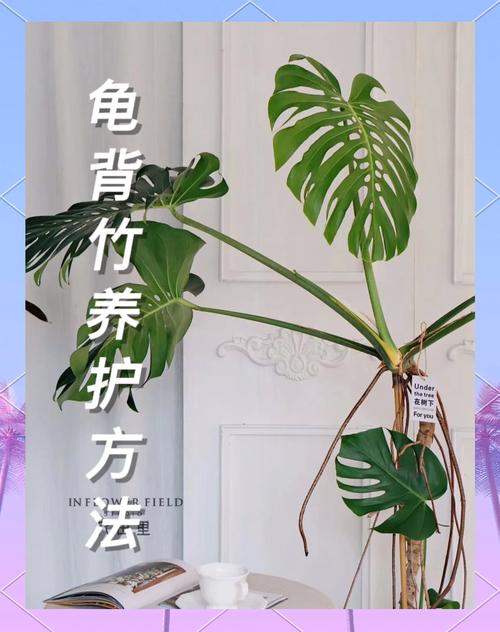 龟背竹怎么养，龟背竹怎么养护与浇水-第4张图片-优品飞百科