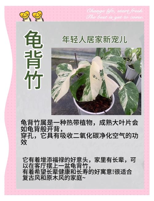 龟背竹怎么养，龟背竹怎么养护与浇水-第5张图片-优品飞百科