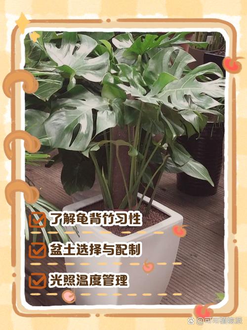 龟背竹怎么养，龟背竹怎么养护与浇水-第6张图片-优品飞百科