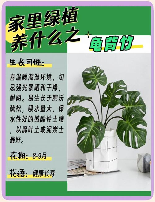 龟背竹怎么养，龟背竹怎么养护与浇水-第7张图片-优品飞百科