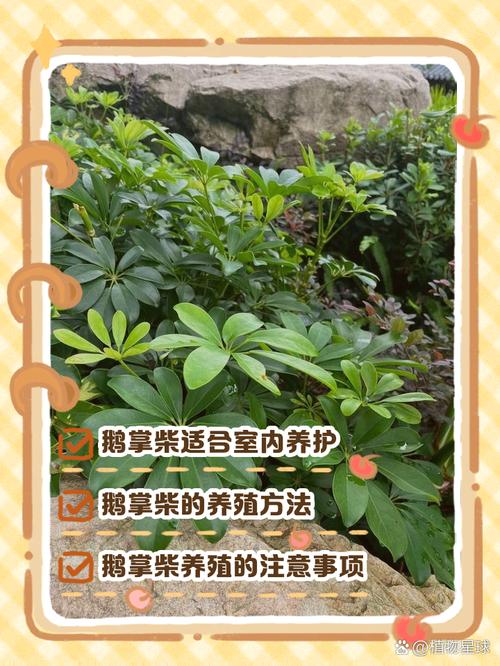 鹅掌柴用什么肥，鹅掌柴用什么肥长得比较好？-第2张图片-优品飞百科