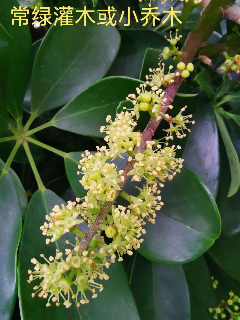 鹅掌柴用什么肥，鹅掌柴用什么肥长得比较好？