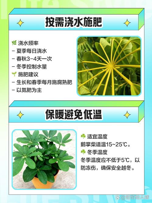 鹅掌柴用什么肥，鹅掌柴用什么肥长得比较好？-第3张图片-优品飞百科