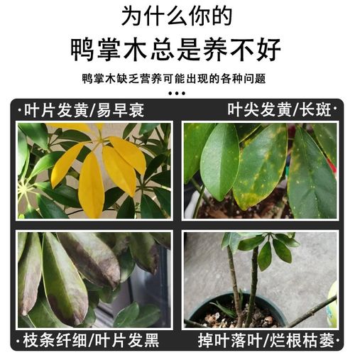 鹅掌柴用什么肥，鹅掌柴用什么肥长得比较好？-第4张图片-优品飞百科