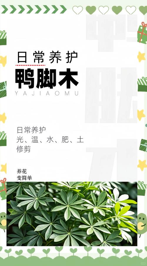 鹅掌柴用什么肥，鹅掌柴用什么肥长得比较好？-第5张图片-优品飞百科