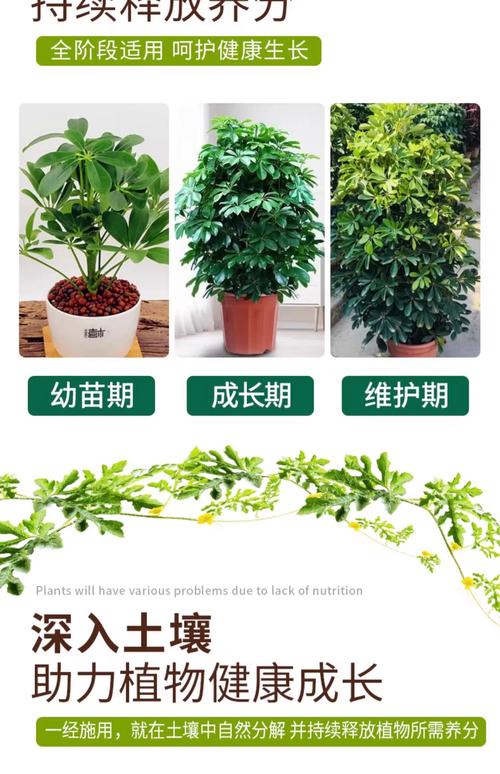 鹅掌柴用什么肥，鹅掌柴用什么肥长得比较好？-第6张图片-优品飞百科