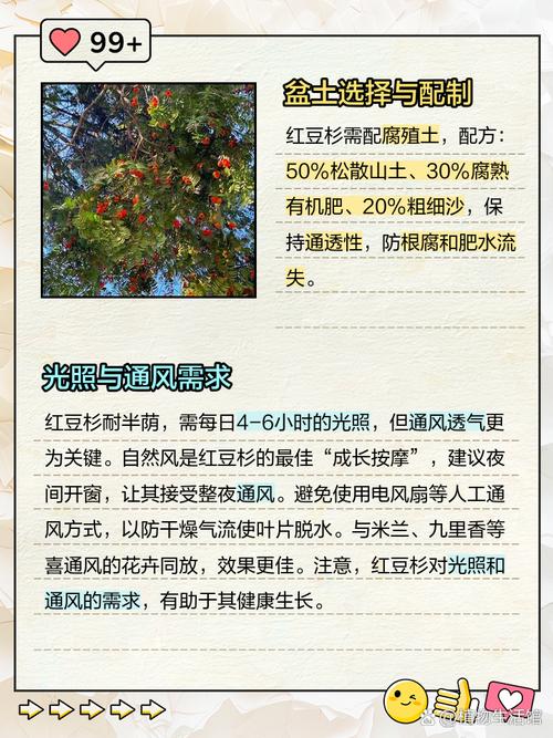 曼地亚红豆杉用什么土壤？曼地亚红豆杉用什么土壤养？