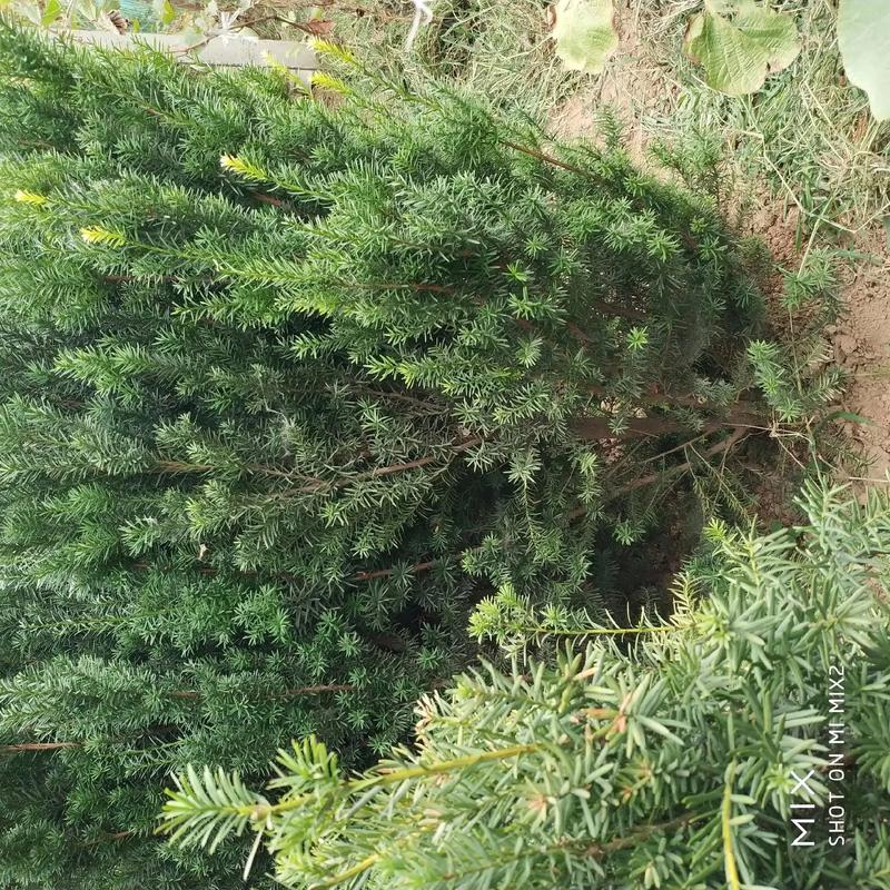 曼地亚红豆杉用什么土壤？曼地亚红豆杉用什么土壤养？-第2张图片-优品飞百科