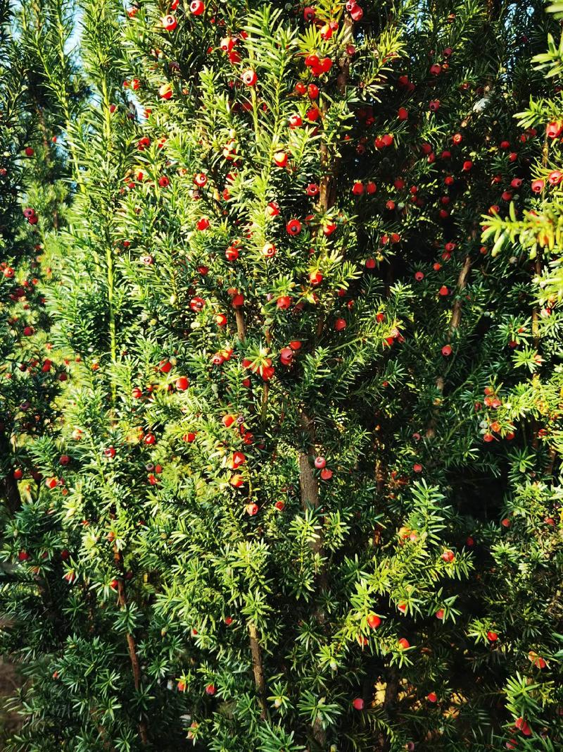 曼地亚红豆杉用什么土壤？曼地亚红豆杉用什么土壤养？-第4张图片-优品飞百科