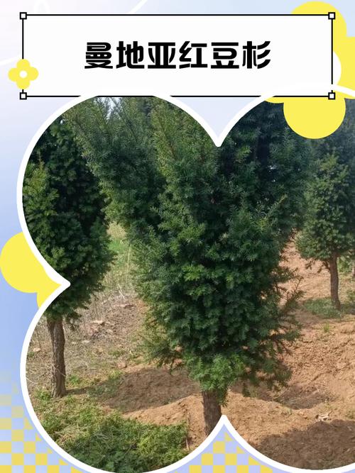 曼地亚红豆杉用什么土壤？曼地亚红豆杉用什么土壤养？-第5张图片-优品飞百科