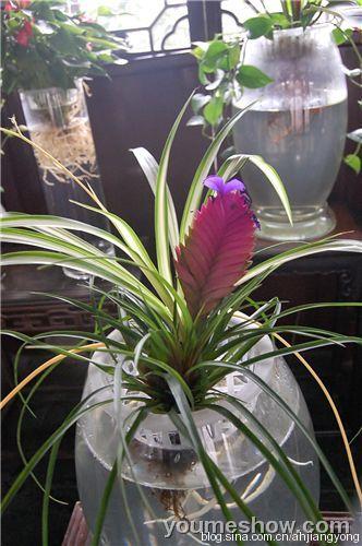 莺哥凤梨怎么养？莺哥凤梨怎么养才好？-第2张图片-优品飞百科