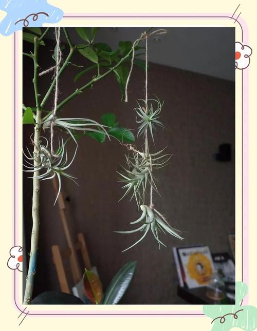 莺哥凤梨怎么养？莺哥凤梨怎么养才好？-第4张图片-优品飞百科