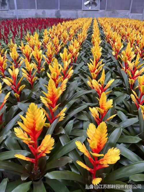 莺哥凤梨怎么养？莺哥凤梨怎么养才好？-第5张图片-优品飞百科