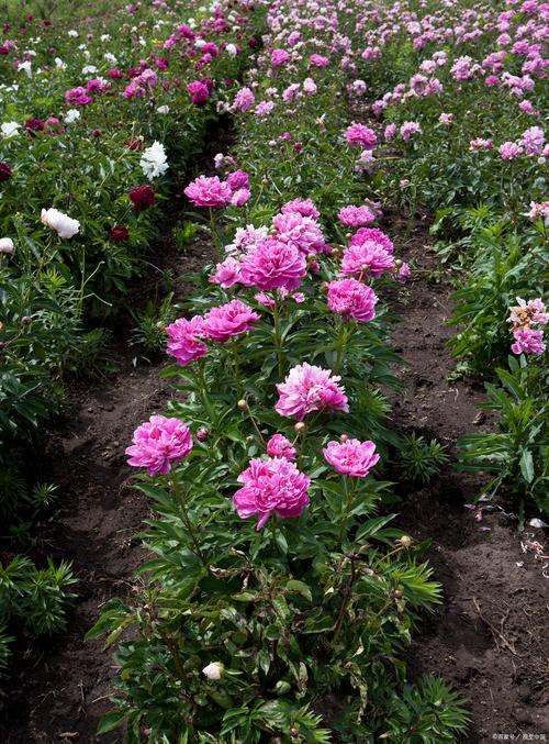 牡丹花移栽方法，牡丹花移栽盆栽五要素