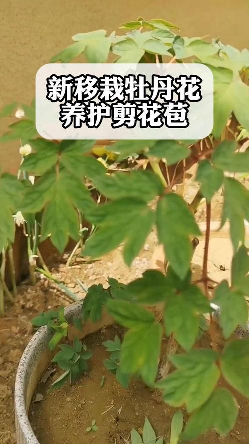 牡丹花移栽方法，牡丹花移栽盆栽五要素-第3张图片-优品飞百科