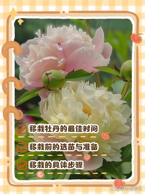 牡丹花移栽方法，牡丹花移栽盆栽五要素-第5张图片-优品飞百科