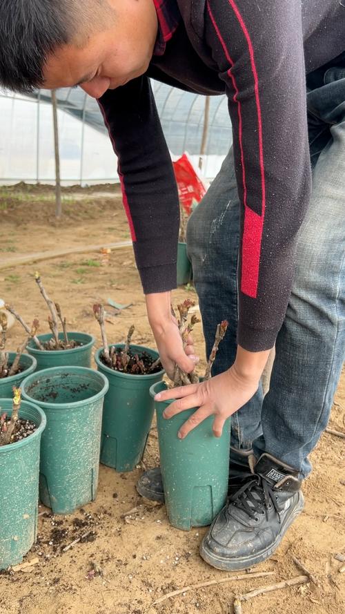 牡丹花移栽方法，牡丹花移栽盆栽五要素-第7张图片-优品飞百科