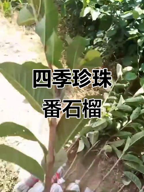 番石榴播种时间和方法，番石榴的种植技术及管理？-第2张图片-优品飞百科