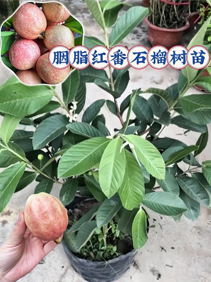番石榴播种时间和方法，番石榴的种植技术及管理？-第3张图片-优品飞百科