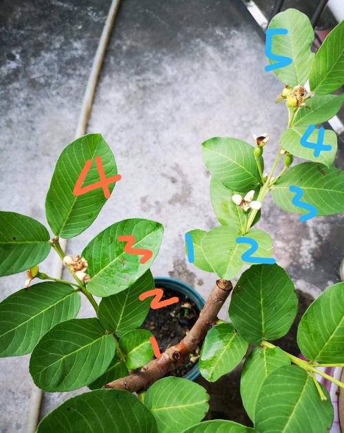 番石榴播种时间和方法，番石榴的种植技术及管理？-第4张图片-优品飞百科