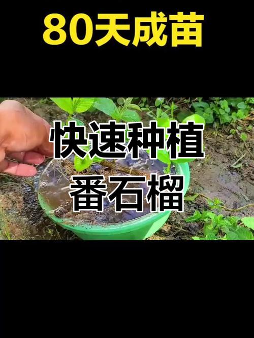 番石榴播种时间和方法，番石榴的种植技术及管理？-第5张图片-优品飞百科