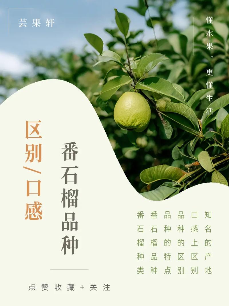 番石榴播种时间和方法，番石榴的种植技术及管理？-第8张图片-优品飞百科