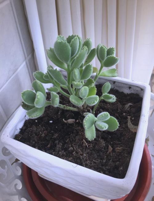 多肉熊童子怎么养肥，多肉熊童子怎样养护