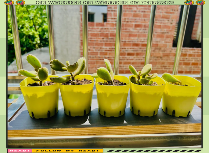 多肉熊童子怎么养肥，多肉熊童子怎样养护-第2张图片-优品飞百科