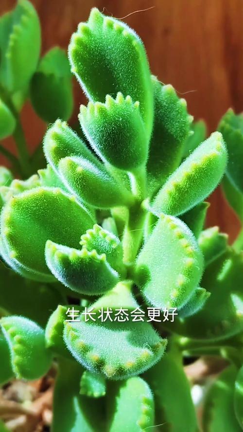 多肉熊童子怎么养肥，多肉熊童子怎样养护-第3张图片-优品飞百科