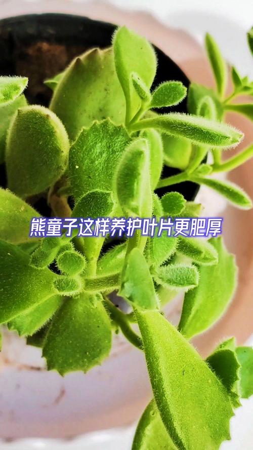 多肉熊童子怎么养肥，多肉熊童子怎样养护-第4张图片-优品飞百科