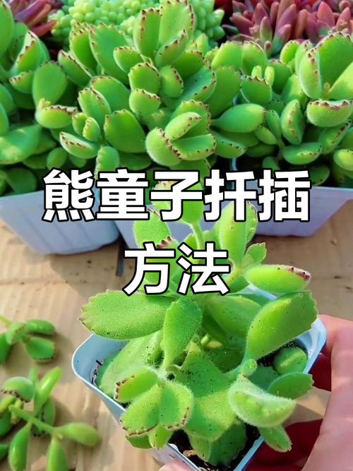 多肉熊童子怎么养肥，多肉熊童子怎样养护-第5张图片-优品飞百科