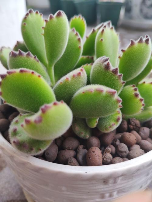 多肉熊童子怎么养肥，多肉熊童子怎样养护-第6张图片-优品飞百科