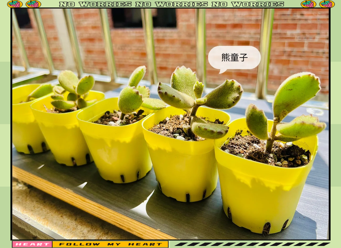 多肉熊童子怎么养肥，多肉熊童子怎样养护-第7张图片-优品飞百科