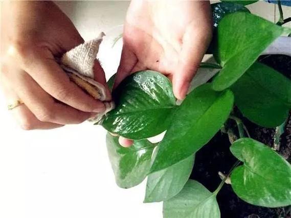 大蒜葱叶丢盆里？葱蒜叶子发黄打什么药好？-第2张图片-优品飞百科