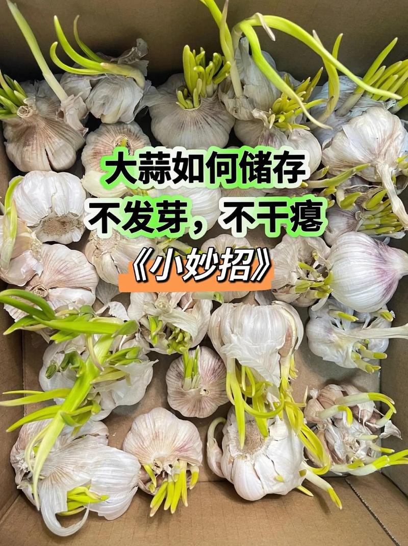 大蒜葱叶丢盆里？葱蒜叶子发黄打什么药好？-第3张图片-优品飞百科