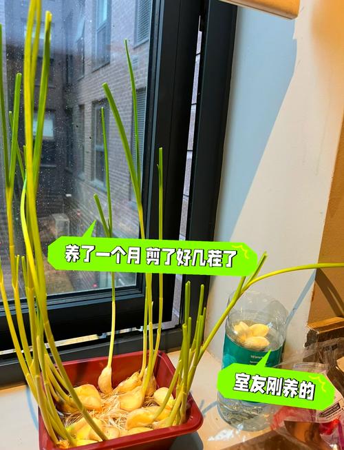 大蒜葱叶丢盆里？葱蒜叶子发黄打什么药好？-第4张图片-优品飞百科