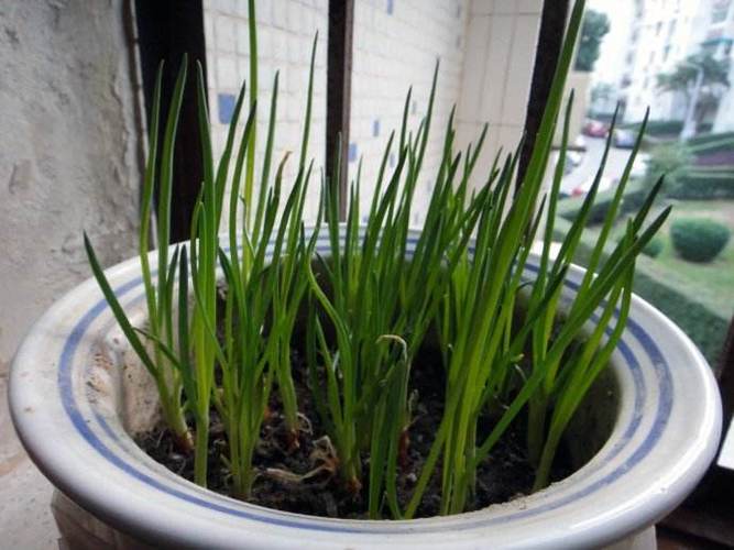 大蒜葱叶丢盆里？葱蒜叶子发黄打什么药好？-第5张图片-优品飞百科