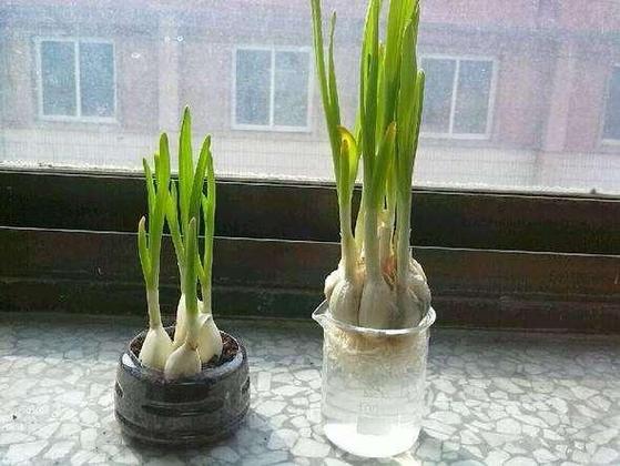 大蒜葱叶丢盆里？葱蒜叶子发黄打什么药好？-第6张图片-优品飞百科