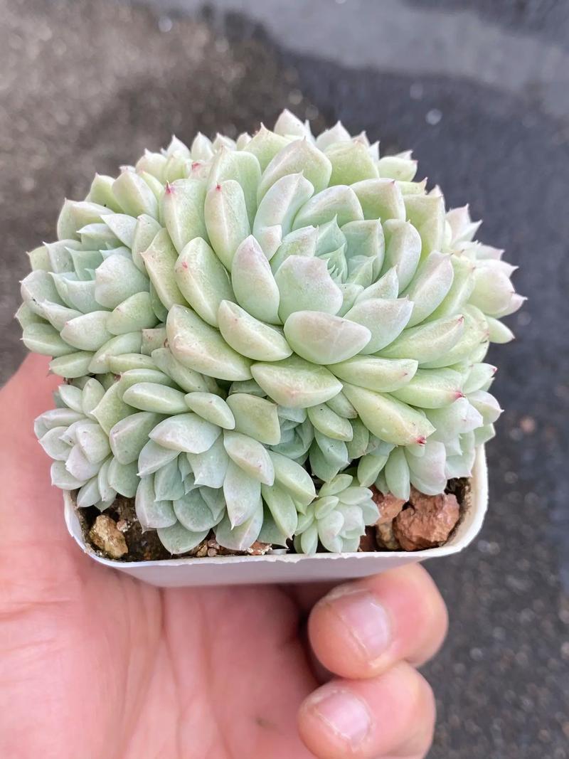 外出3天一回家，三天后回家